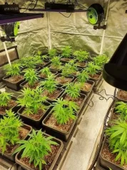 CBD kvety 12%, 2 g Zelená Země