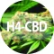 H4CBD, čo to je?