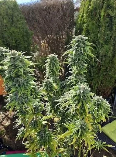 CBG kvety 7%, 2 g Zelená Země