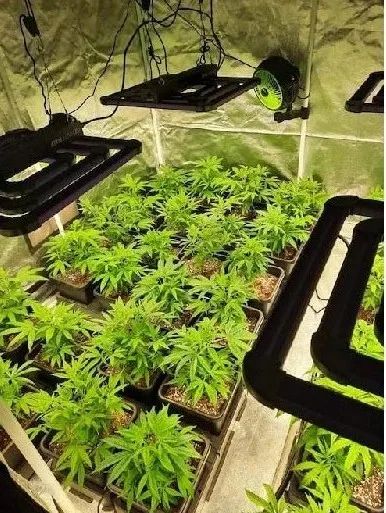CBG kvety 7%, 2 g Zelená Země