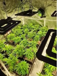CBG kvety 7%, 2 g Zelená Země
