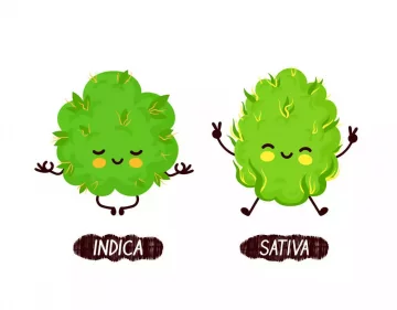Indica vs Sativa