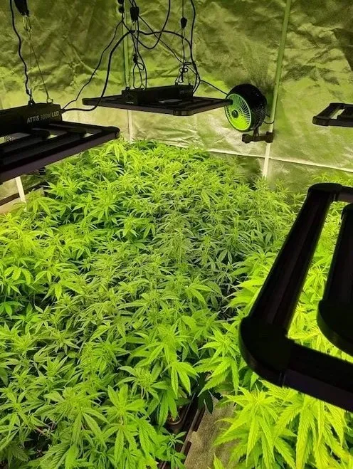 CBD kvety 12%, 2 g Zelená Země