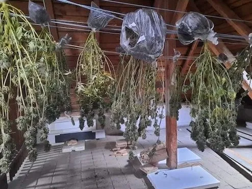 CBD kvety 12%, 2 g Zelená Země