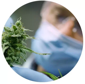Aké benefity prináša CBD?